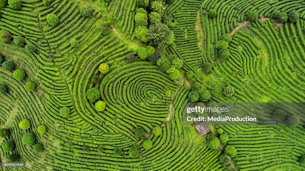 Luchtfoto van thee velden