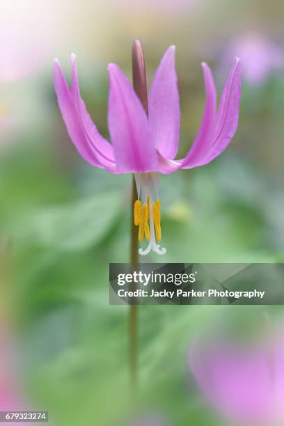 pink dog's tooth violet flower - erythronium dens-canis - erythronium dens canis stock pictures, royalty-free photos & images