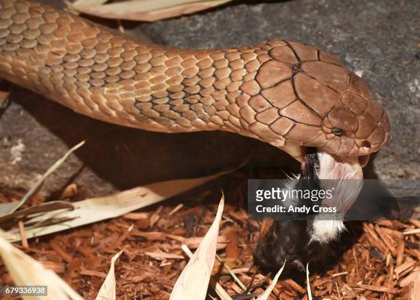 Foot, 17-year-old King Cobra snake enters it's habitat with a dead rat in it's mouth May 4, 2017 in Denver, Colorado. The cobra has lymphosarcoma...