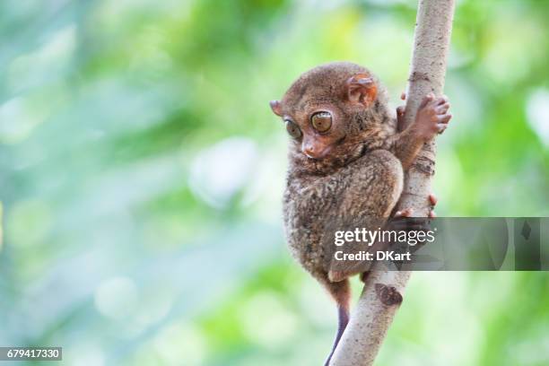 tarsier - animal finger stockfoto's en -beelden