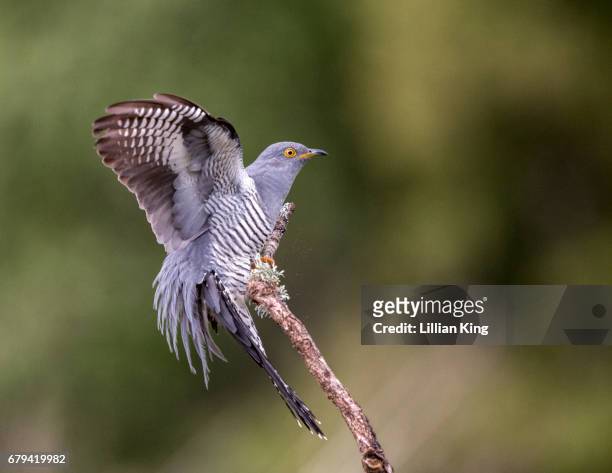 male cuckoo - cuckoo stock pictures, royalty-free photos & images