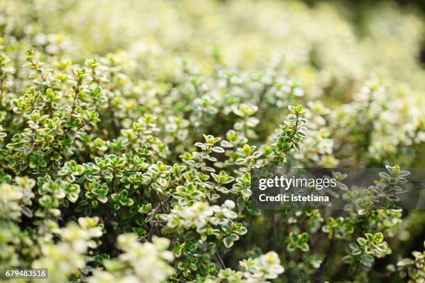 fresh thyme herb plants growing in a herb garden - thyme stock pictures, royalty-free photos & images