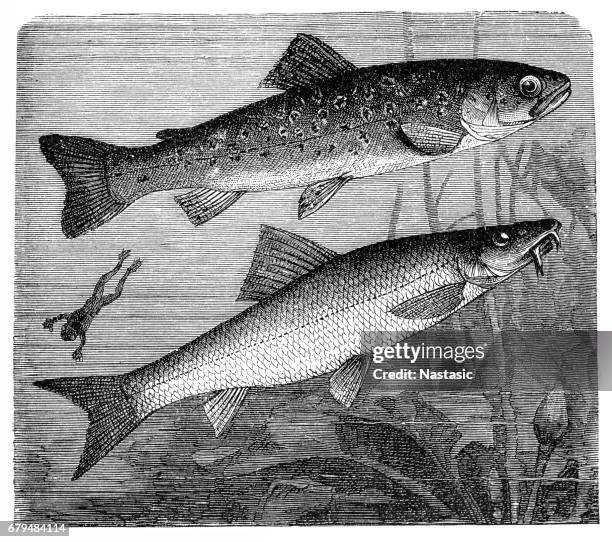 the brown trout (salmo trutta) and cyprinidae - brown trout stock illustrations