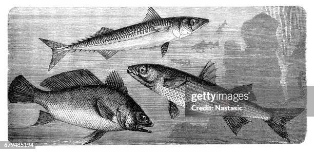 brown meagre or corb (sciaena umbra) ,scomber , flathead grey mullet (mugil cephalus) - mullet stock illustrations