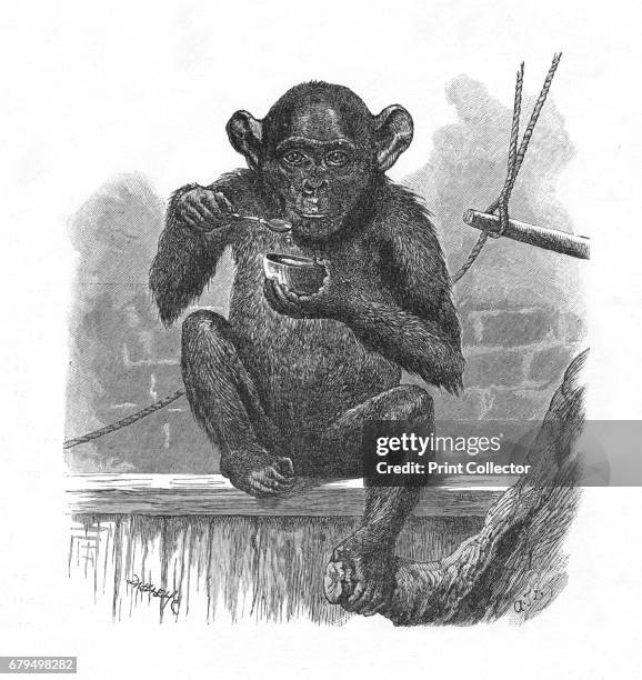 The Chimpanzee Sally.', c1900. From Baby's Animal Picture Book by Aunt Louisa. [Frederick Warne & Co., London & New York, c1900] Artist Helena J...