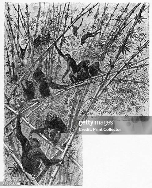 Hoolocks in a Bamboo Jungle', c1900. From Baby's Animal Picture Book by Aunt Louisa. [Frederick Warne & Co., London & New York, c1900] Artist Helena...