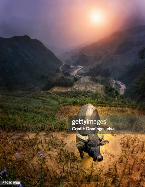 sapa valley in vietnam - campo verde stock pictures, royalty-free photos & images