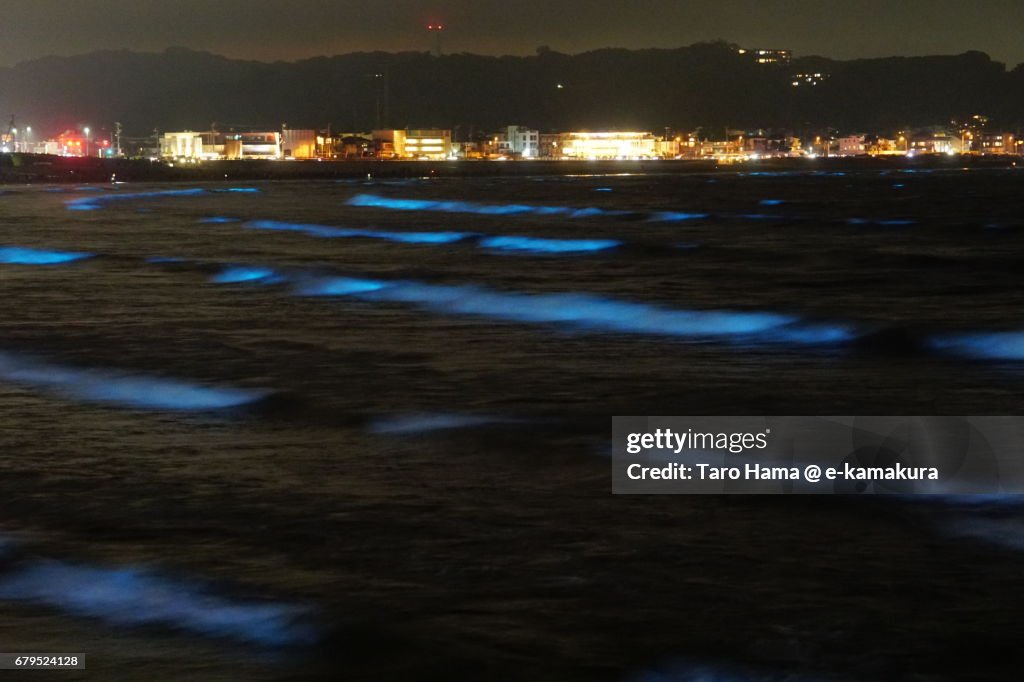 Blue light bioluminescence from Noctiluca scintillans on the night beach in Kamakura, Japan