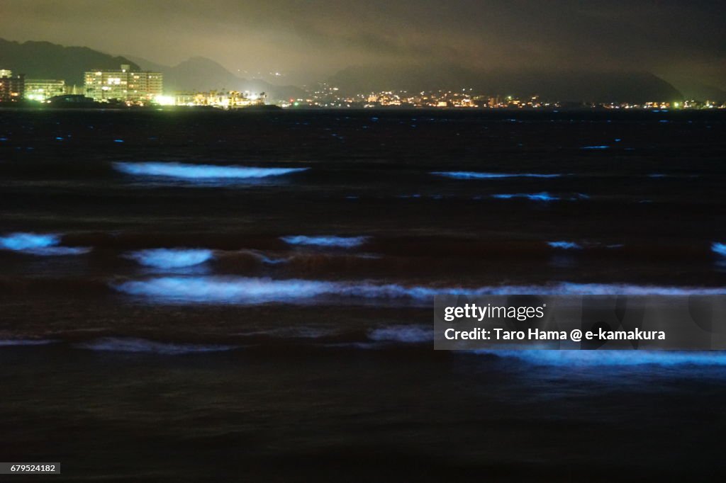 Blue light bioluminescence from Noctiluca scintillans on the night beach in Kamakura, Japan
