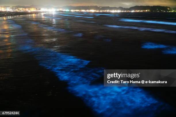 blue light bioluminescence from noctiluca scintillans on the night beach in kamakura, japan - ヤコウチュウ ストックフォトと画像