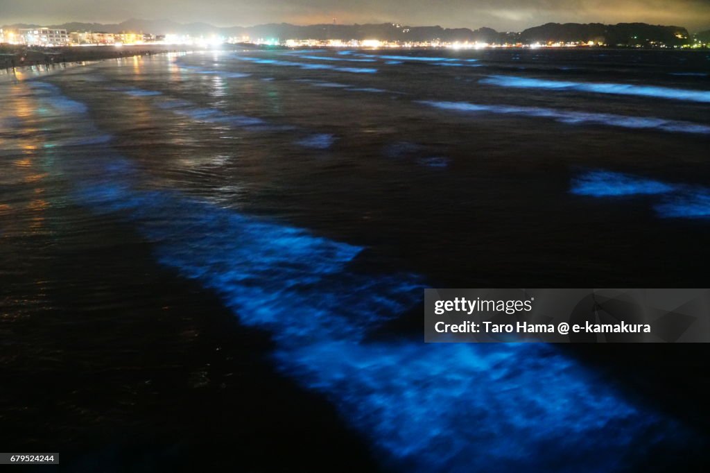 Blue light bioluminescence from Noctiluca scintillans on the night beach in Kamakura, Japan