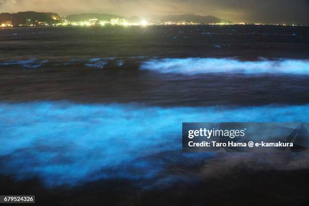 blue light bioluminescence from noctiluca scintillans on the night beach in kamakura, japan - ヤコウチュウ ストックフォトと画像