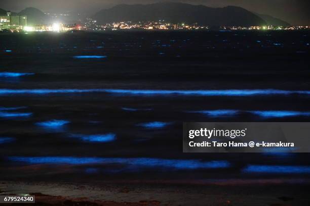 blue light bioluminescence from noctiluca scintillans on the night beach in kamakura, japan - dinoflagellate stock pictures, royalty-free photos & images