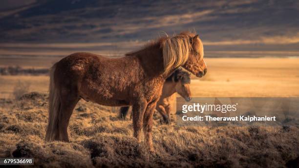 two icelandic horse facing the sun - horse hoof stock pictures, royalty-free photos & images