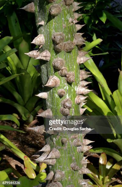 close-up of thorns on a silk floss tree (ceiba speciosa) - ceiba speciosa stock pictures, royalty-free photos & images