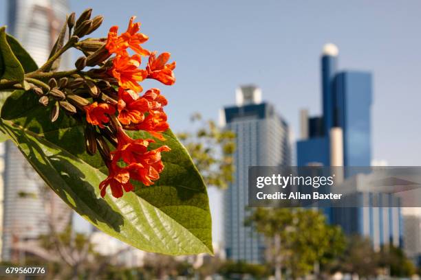 african tulip tree and skyline of abu dhabi - african tulip tree stock-fotos und bilder