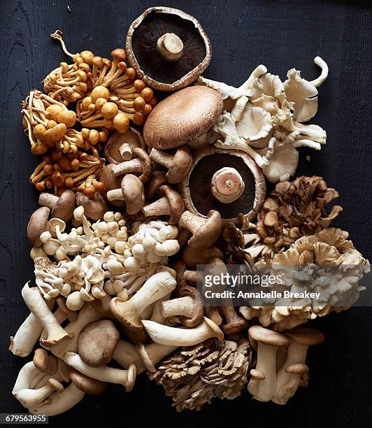 Overhead still life of various mushroom varieties