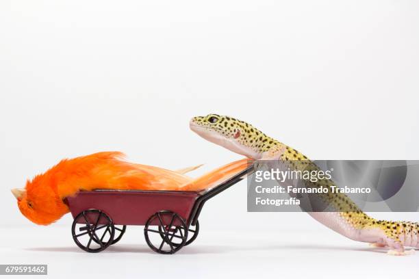 little red sick bird canary inside a wheelbarrow pushed by a lizard for funeral and eat - small coffin stock pictures, royalty-free photos & images
