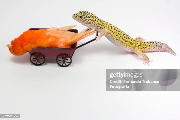 little red sick bird canary inside a wheelbarrow pushed by a lizard for funeral and eat - trasporti funebri foto e immagini stock