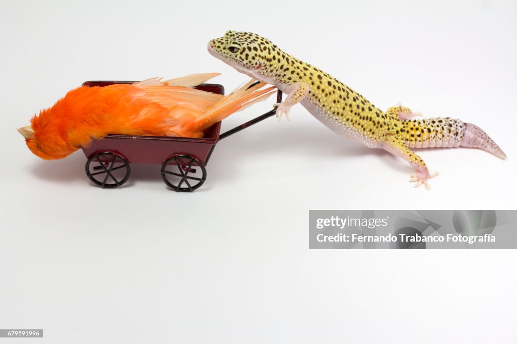 Little red sick bird canary inside a wheelbarrow pushed by a lizard for funeral and eat