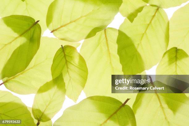 new spring beech leaves filling frame. - caixa de luz imagens e fotografias de stock