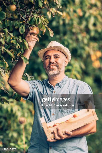 mann pflücken äpfel in bio-obstgarten - stroh stock-fotos und bilder