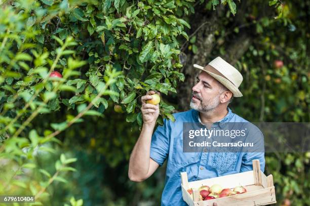 mann pflücken äpfel in bio-obstgarten - stroh stock-fotos und bilder