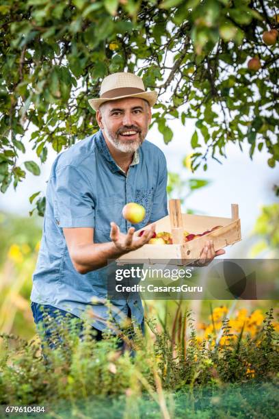 joyful man catching and picking up apple from the tree in his organic farm - catching stock pictures, royalty-free photos & images