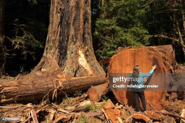 woman hiker explores old growth forest redwood national park california - prairie creek state park stock pictures, royalty-free photos & images