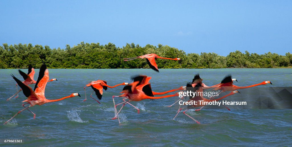 Flamingos taking flight near their nesting grounds