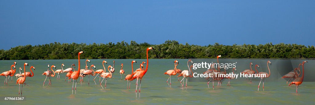 Flamingos wade in ocean near their nesting gounds