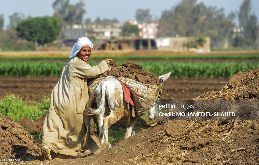 EGYPT-AGRICULTURE-WHEAT