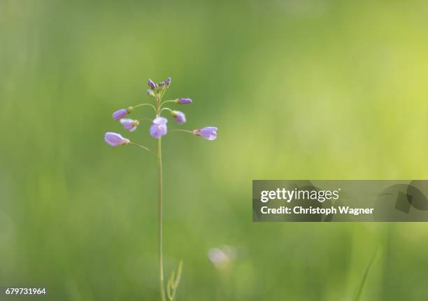 frühling - gesundheitswesen und medizin photos et images de collection