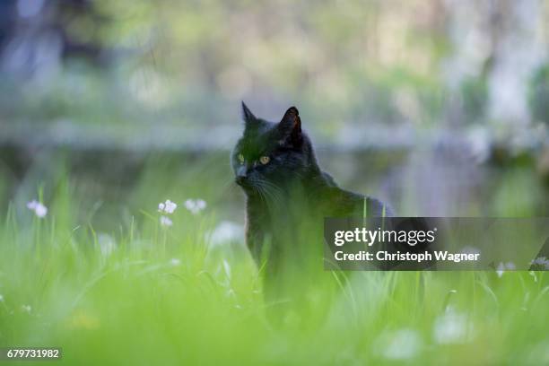 katze - gartenanlage 個照片及圖片檔