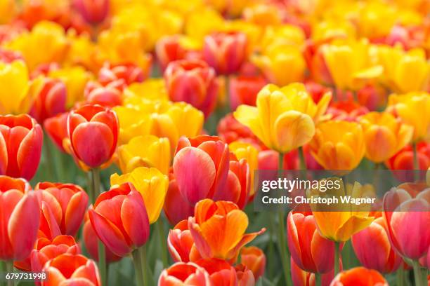 tulpen - gärtnerisch gestaltet stock pictures, royalty-free photos & images