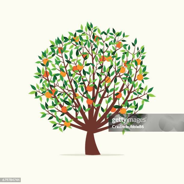 orange tree - orange tree stock illustrations