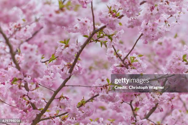 frühling - gesundheitswesen und medizin photos et images de collection