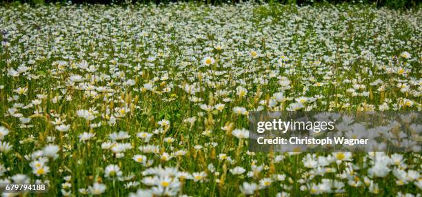 frühling - gesundheitswesen und medizin photos et images de collection