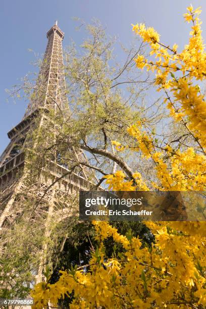 tour eiffel en fleurs - tour structure bâtie stock-fotos und bilder