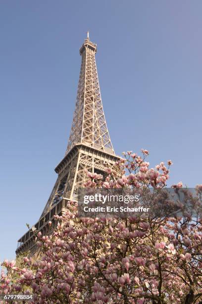 tour eiffel et fleurs - romantisme imagens e fotografias de stock