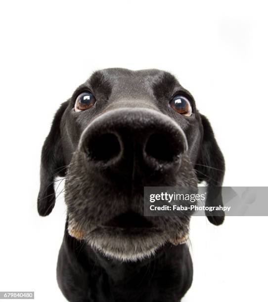 curious dog - animal nose stock pictures, royalty-free photos & images