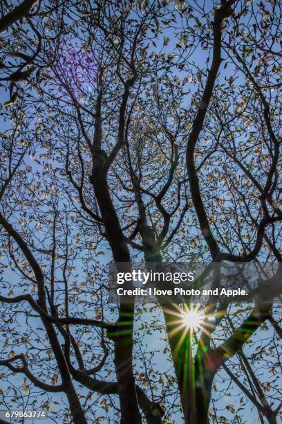 magnolia kobus - 関東地方 stockfoto's en -beelden