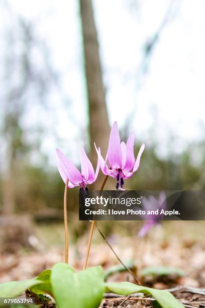 dogtooth violet - 関東地方 stockfoto's en -beelden