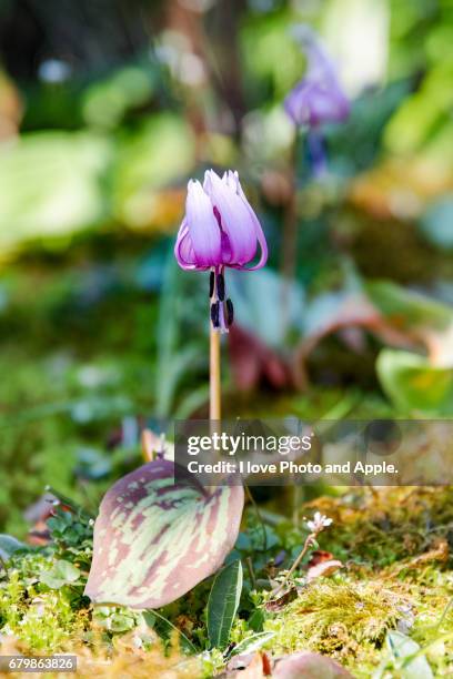 dogtooth violet - 陰 - fotografias e filmes do acervo