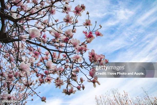 magnolia flowering - 関東地方 stock-fotos und bilder