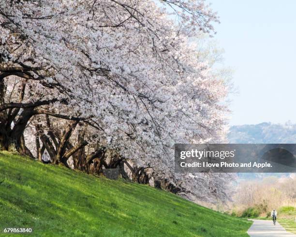 cherry blossoms in full bloom - 枝 stock pictures, royalty-free photos & images