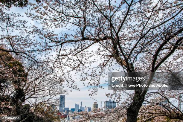 cherry blossoms - 枝 stockfoto's en -beelden