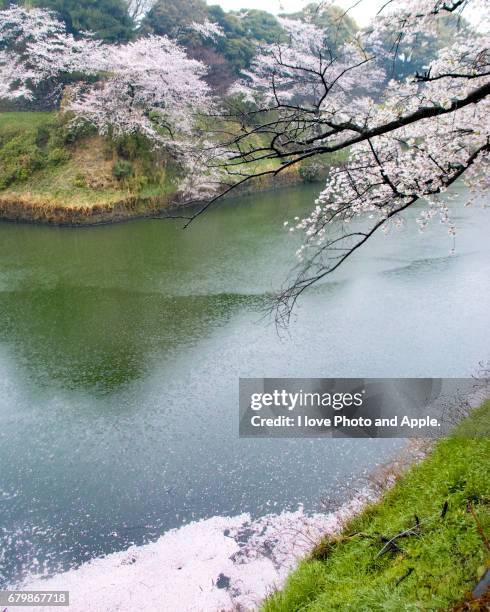 cherry blossoms at chidorigafuchi - 枝 stockfoto's en -beelden