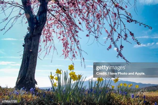 fuji spring view - 深い雪 stock pictures, royalty-free photos & images