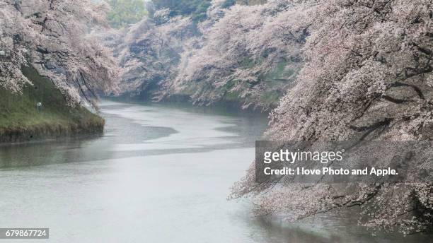 cherry blossoms at chidorigafuchi - サクラの木 fotografías e imágenes de stock